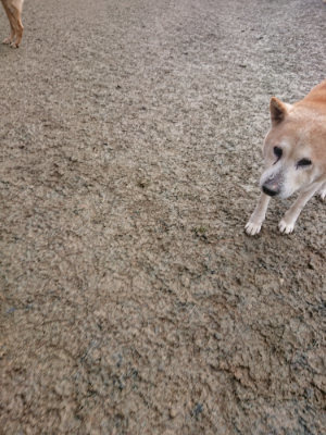 f:id:roukenhome-ann:20190124073531j:plain