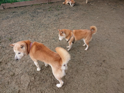 f:id:roukenhome-ann:20190124073805j:plain