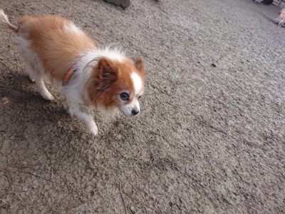 f:id:roukenhome-ann:20190124074340j:plain