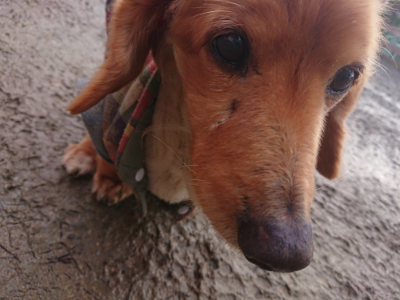 f:id:roukenhome-ann:20190124074401j:plain