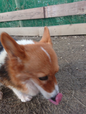 f:id:roukenhome-ann:20190124075617j:plain