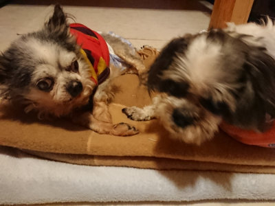 f:id:roukenhome-ann:20190124075703j:plain