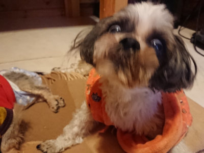 f:id:roukenhome-ann:20190124075709j:plain