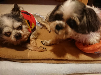 f:id:roukenhome-ann:20190124075729j:plain