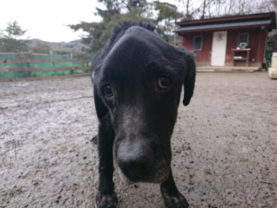 f:id:roukenhome-ann:20190124075841j:plain