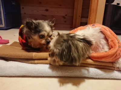 f:id:roukenhome-ann:20190124075846j:plain