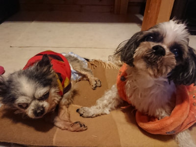 f:id:roukenhome-ann:20190124124136j:plain
