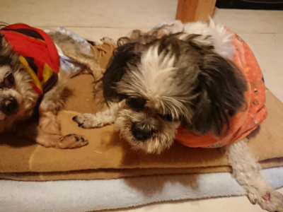 f:id:roukenhome-ann:20190124124157j:plain