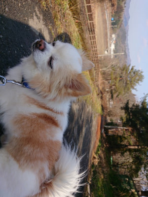 f:id:roukenhome-ann:20190124124429j:plain