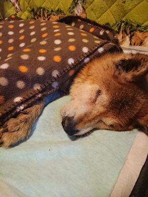 f:id:roukenhome-ann:20190124124452j:plain