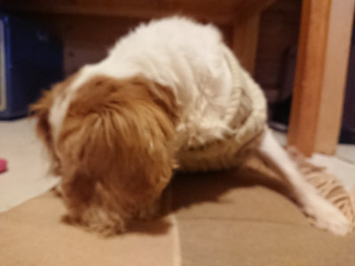 f:id:roukenhome-ann:20190124124519j:plain