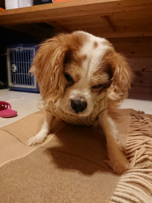 f:id:roukenhome-ann:20190124124546j:plain
