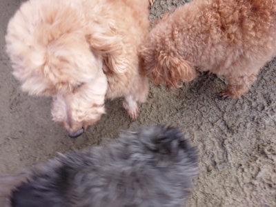 f:id:roukenhome-ann:20190124124607j:plain