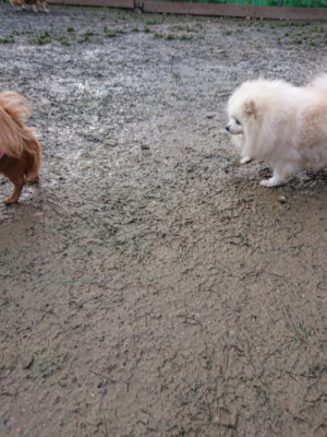 f:id:roukenhome-ann:20190124124903j:plain