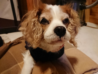 f:id:roukenhome-ann:20190124195025j:plain