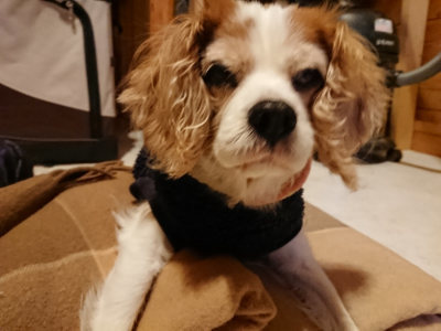 f:id:roukenhome-ann:20190124195031j:plain