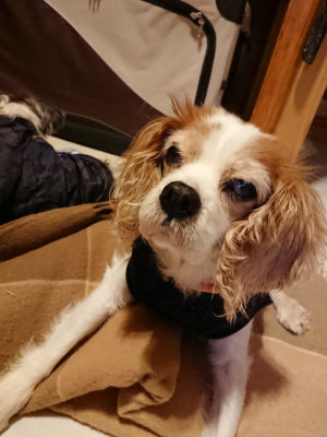 f:id:roukenhome-ann:20190124195111j:plain