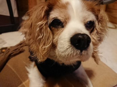 f:id:roukenhome-ann:20190124195133j:plain