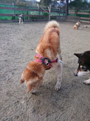 f:id:roukenhome-ann:20190124195926j:plain