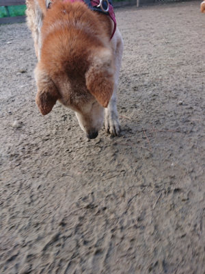 f:id:roukenhome-ann:20190124195957j:plain