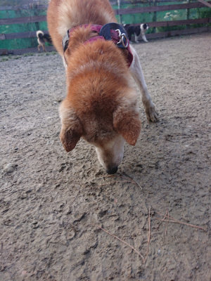 f:id:roukenhome-ann:20190124200027j:plain