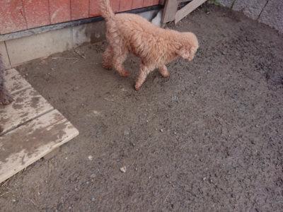 f:id:roukenhome-ann:20190124200230j:plain