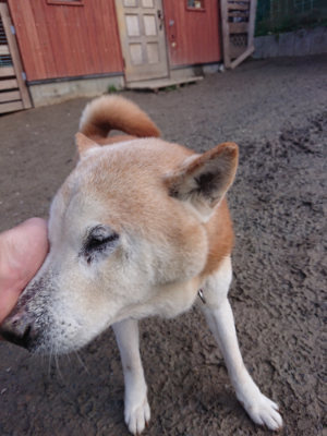 f:id:roukenhome-ann:20190124200719j:plain