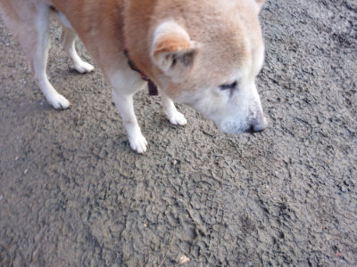 f:id:roukenhome-ann:20190124200820j:plain