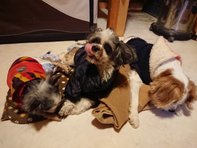 f:id:roukenhome-ann:20190124201026j:plain