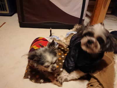 f:id:roukenhome-ann:20190124201129j:plain