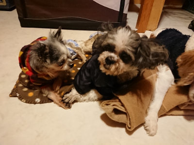 f:id:roukenhome-ann:20190124203135j:plain