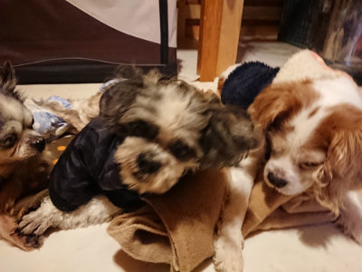 f:id:roukenhome-ann:20190124203140j:plain