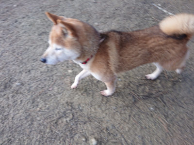 f:id:roukenhome-ann:20190124203735j:plain