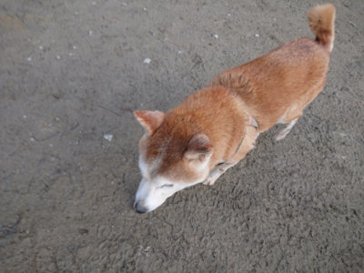 f:id:roukenhome-ann:20190125044035j:plain
