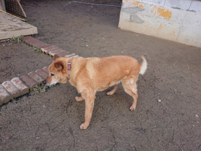 f:id:roukenhome-ann:20190125044820j:plain