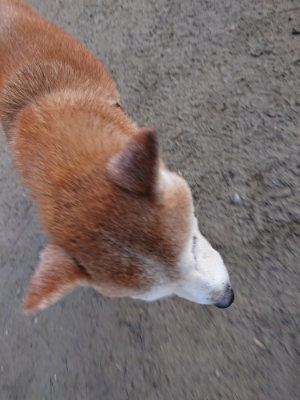 f:id:roukenhome-ann:20190125044947j:plain