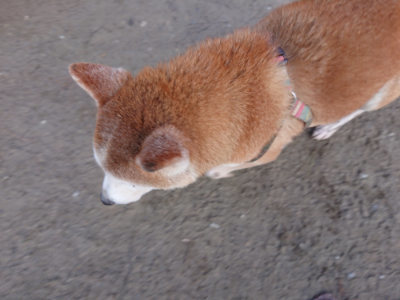 f:id:roukenhome-ann:20190125044952j:plain