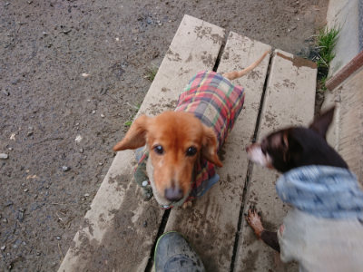 f:id:roukenhome-ann:20190125044958j:plain
