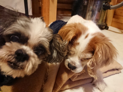 f:id:roukenhome-ann:20190125045109j:plain