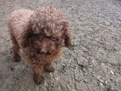 f:id:roukenhome-ann:20190125050433j:plain