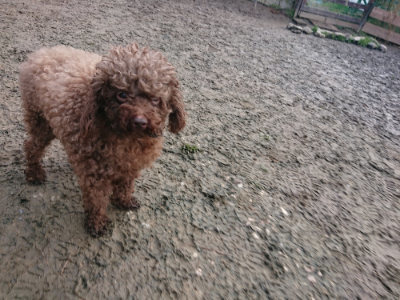 f:id:roukenhome-ann:20190125050453j:plain