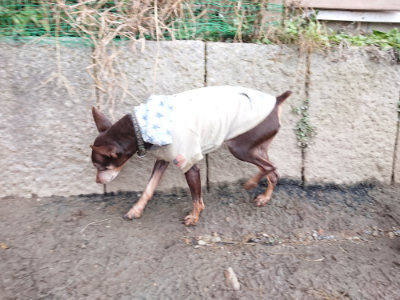 f:id:roukenhome-ann:20190125051205j:plain