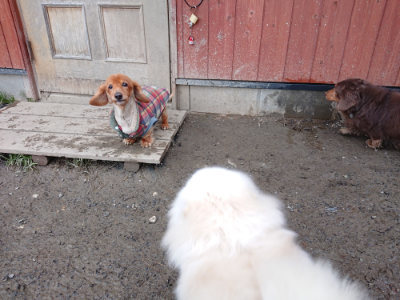 f:id:roukenhome-ann:20190125051259j:plain