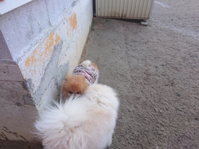 f:id:roukenhome-ann:20190126083312j:plain