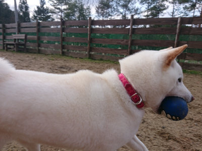 f:id:roukenhome-ann:20190126083943j:plain