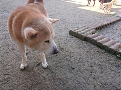f:id:roukenhome-ann:20190126113856j:plain