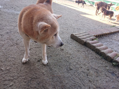 f:id:roukenhome-ann:20190126123606j:plain