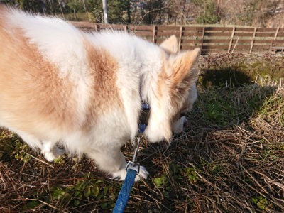 f:id:roukenhome-ann:20190126123613j:plain