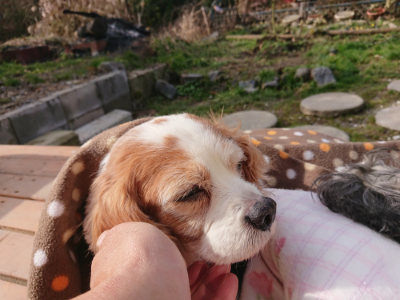 f:id:roukenhome-ann:20190126124027j:plain