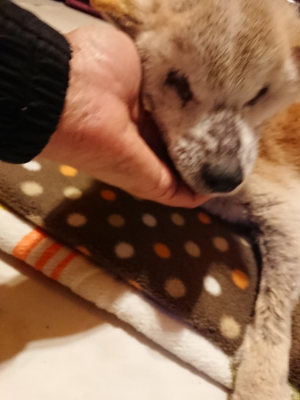 f:id:roukenhome-ann:20190127122511j:plain